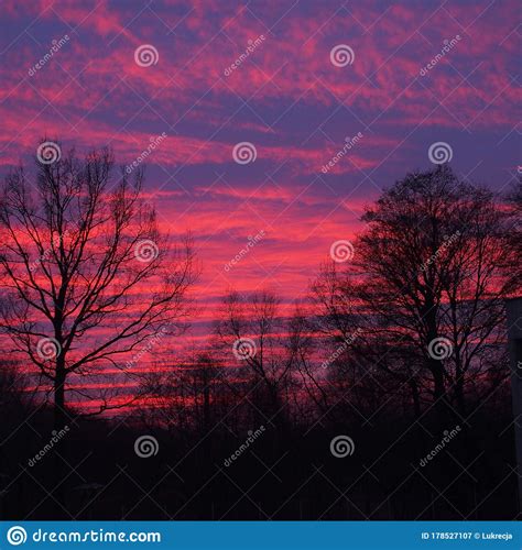 Evening Sky With Red Clouds And Sunset Sun And Black Leafless Trees
