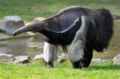 Giant Anteater Eating