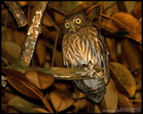 Philippine Hawk Owl Alchetron The Free Social Encyclopedia
