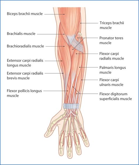 Anterior Compartment Of The Forearm Muscle Anatomy Muscles Hand Arm