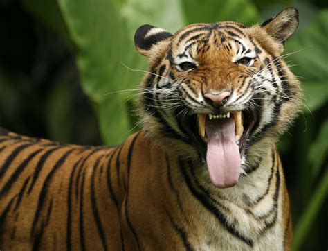 Female Tiger Mauled To Death By Mate In Botched Breeding Attempt At San