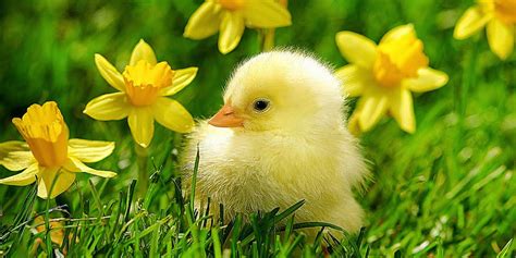 Chick Easter Wallpapers Wallpaper Cave