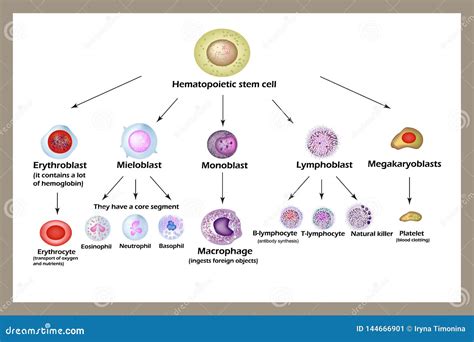 Stem Cell The Development Of Red Blood Cells Leukocytes Macrophages