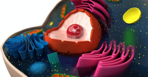 Such compartments are called as for the golgi apparatus, there are more precise distinctions between the cis, medial, and trans. A Closer Look at the Role of Mitochondria in Athletes ...