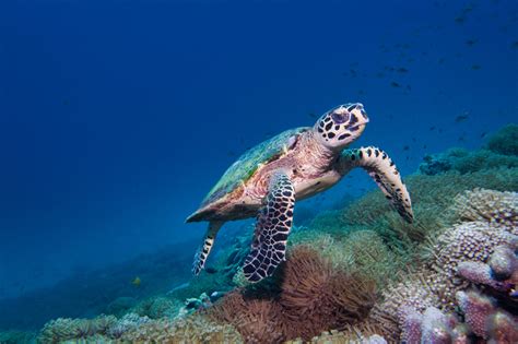 Underwater Rare Encounter With Critically Endangered Hawksbill Sea Turtle Eretmochelys
