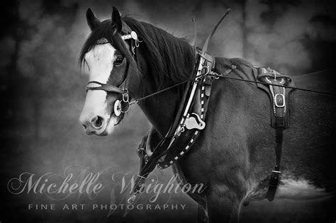 Black And White Fine Art Horse Photography Video Three Red Ponies