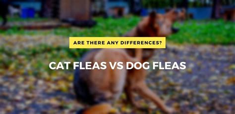 Cat Fleas Vs Dog Fleas Are There Any Differences