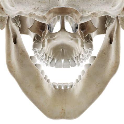 Cráneo Con Mandíbula Abierta Izquierda 3d De Representación Stock De