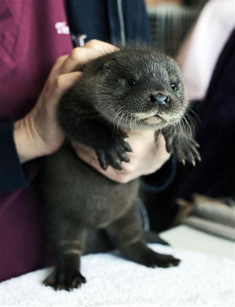 The Most Adorable Baby Animals Of All Time 35 Pics