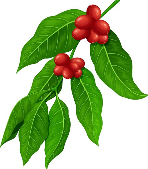 Coffee Leaf Png Png Image Collection