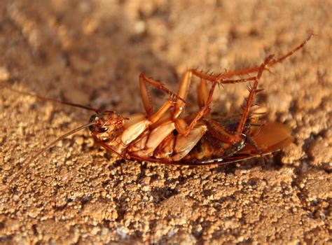German Cockroach Extermination Pest Control Natural Roach Repellents