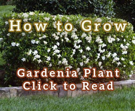 Gardenia Plants How To Grow And Care Urban Farm Collective