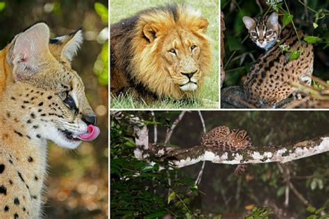 Except for the latter three, these species are able to roar. All Types of Wild Cats and Where to See Them in the Wild