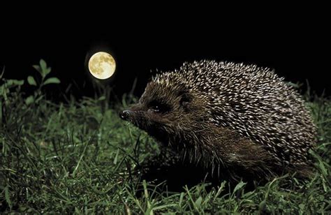 Эдуард Пальгов On Twitter Nocturnal Animals British Wildlife Hedgehog