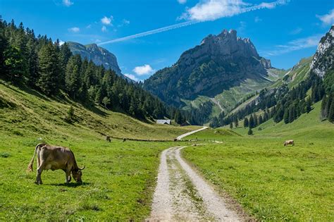 Pictures Cows Switzerland Canton Bern Nature Mountain Roads Forests