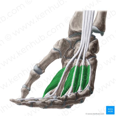 Lumbrical Muscles Of The Hand Musculi Lumbricales Manus Kenhub