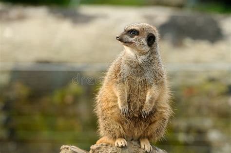 A Fat Meerkat Stock Photo Image Of Standing Green Nature 27277180