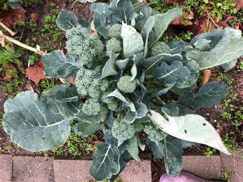 How To Grow Broccoli Cabbage And Cauliflower In Houston Pilars