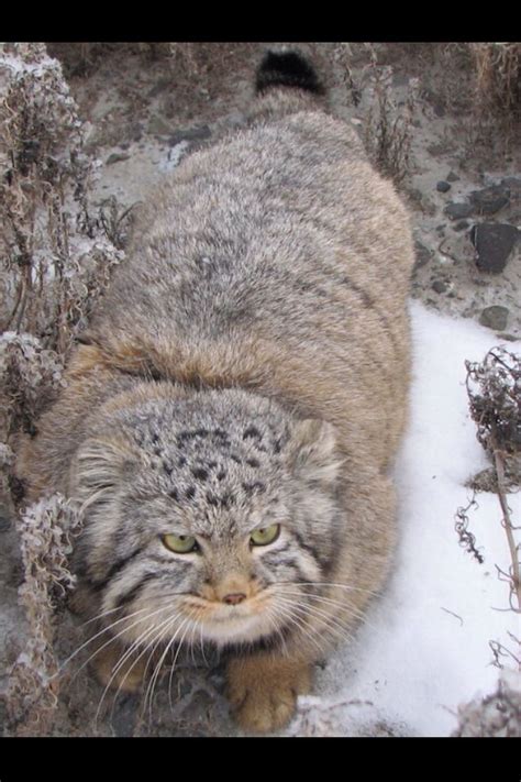 This pallas cat has a special love of fish as can be seen from the lip licking in the photo at the bottom. 121 best Pallas Cat images on Pinterest | Pallas's cat ...