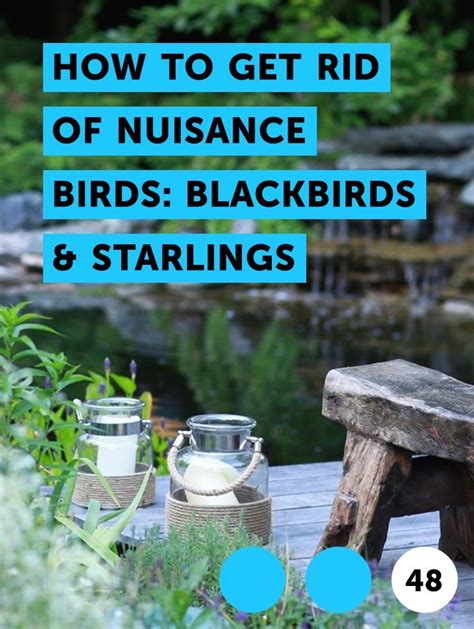 How To Get Rid Of Nuisance Birds Blackbirds And Starlings Blackbirds And Starlings Are Common