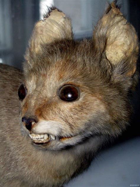 44 Taxidermy Fails That Are Pure Nightmare Fuel Creepy Gallery