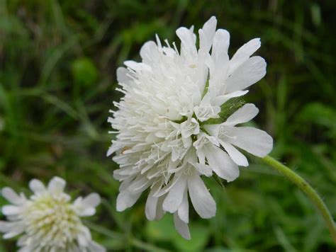 Scabiosa Pincushion Flower Outdoor Plants Gardenshop