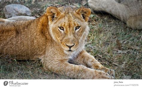 Young Lion Nature Animal A Royalty Free Stock Photo From Photocase