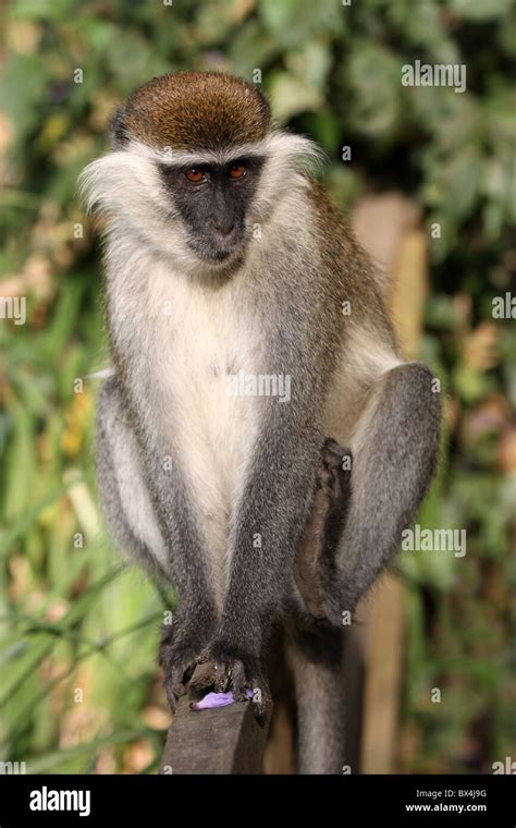 Grivet Monkey Cercopithecus Aethiops Taken At Wendo Genet Ethiopia