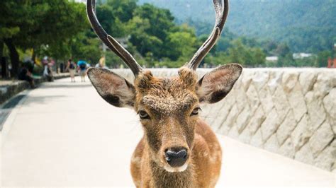 8 Native Japanese Animals Intrepid Journey Weblog Nice Vacation