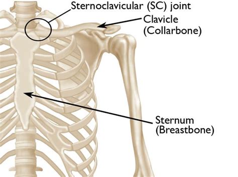 Sternoclavicular Sc Joint Disorders Orthoinfo Aaos
