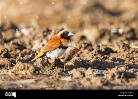 Finch Lonchura castaneothorax Castaño cerca de Mount Isa en el oeste