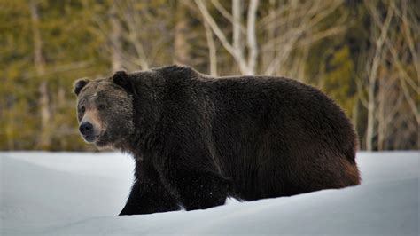 Grizzly Bear Photographed In Big Snowy Mountains In Montana