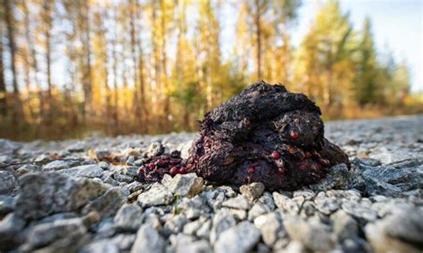 Identifying Bear Scat What Bear Poop Looks Like • The Grom Life