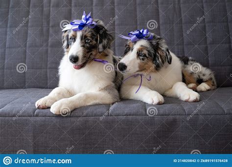 Two Small Australian Blue Merle Shepherd Puppy Dog Ribbon Bow On Head