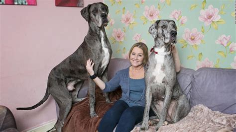 Freddy The Great Dane The Tallest Dog In The World Has Died Cnn