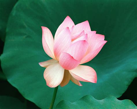 Best Wallpapers Best And Most Beautiful Lotus Flower Wallpapers