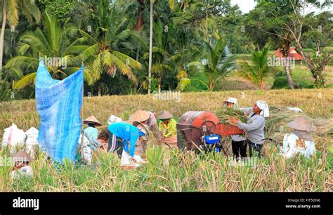Balinese Women Working In The Rice Field During Harvest Ubud Bali Indonesia The Cut Rice Is