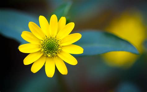 Yellow Flower Wallpaper For Desktop Search Q Aesthetic Yellow Flower