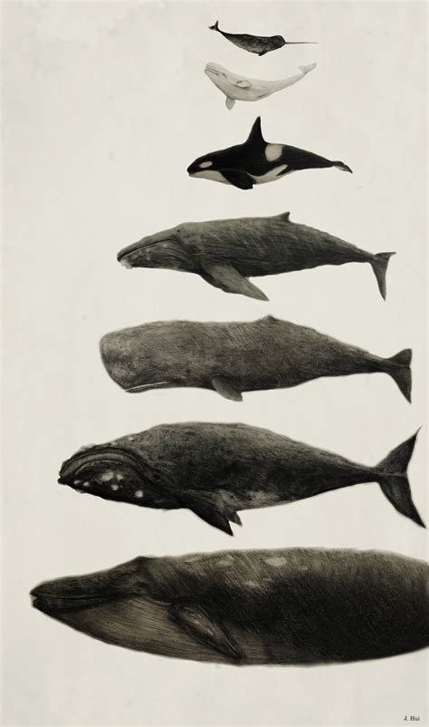 Asterionellaawhales From Top To Bottom Narhwal Beluga Whale Orca