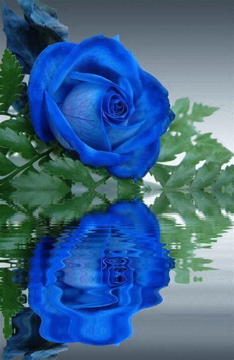 Rose Reflection Images ЯндексКартинки Yandeximages Beautiful