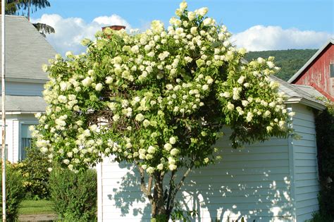 10 Best Late Summer Flowering Shrubs