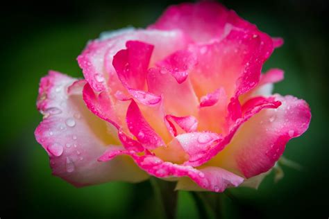 1920x1080 Resolution Macro Photography Of Pink And White Rose With