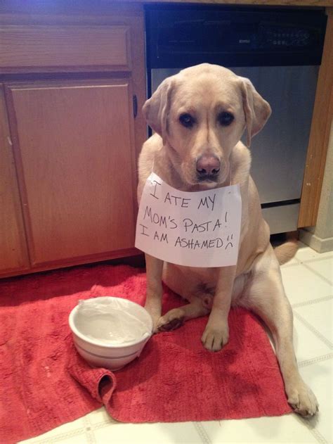 I Ate My Moms Pasta I Am Ashamed ~ Dog Shaming Shame