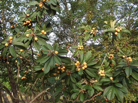 Loquat Tree Size Dini Fruit