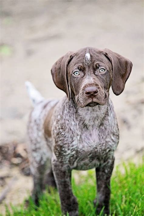 German shorthaired pointer blue eyes. 117 best images about German Shorthaired Pointer on ...