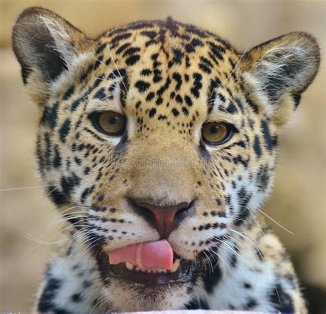 Jaguar Cub Stock Image Image Of Amazon Wildlife Face 39541597