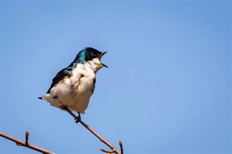 Cute Tree Swallow Birds Couple Mating Close Up Portrait In Spring Stock Image Image Of Park