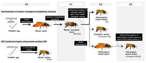 Insects Free Full Text Genetics In The Honey Bee Achievements And