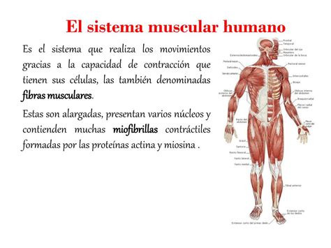 Ppt Estructura Del Sistema Muscular Powerpoint Presentation Free The