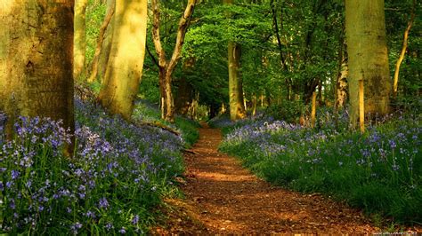 Find & download free graphic resources for blue flowers. Blue flowers on the edges of trails in the forest ...